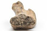 Fossil Dinosaur (Triceratops) Vertebra Section - Montana #219118-3